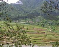 Scientists ID Genes that Could Lead to Tough, Disease-Resistant Varieties of Rice