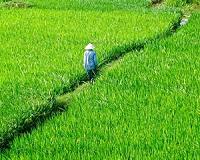 Fertilizing and recycling Si in Vietnamese fields