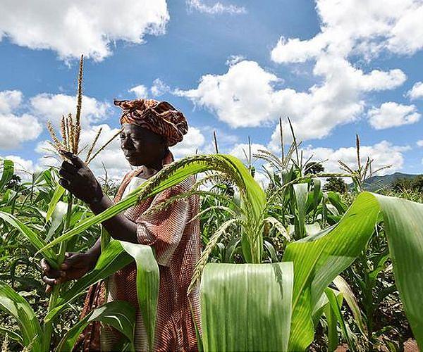 Gene discovery could help scientists develop drought-resistant crops