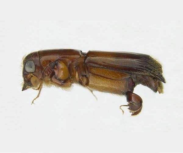 The origins of farming insects