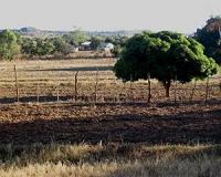 Fertilizer in small doses yields higher returns for less money