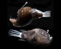Anglerfish lamps lit with bioluminescent bacteria from the ocean