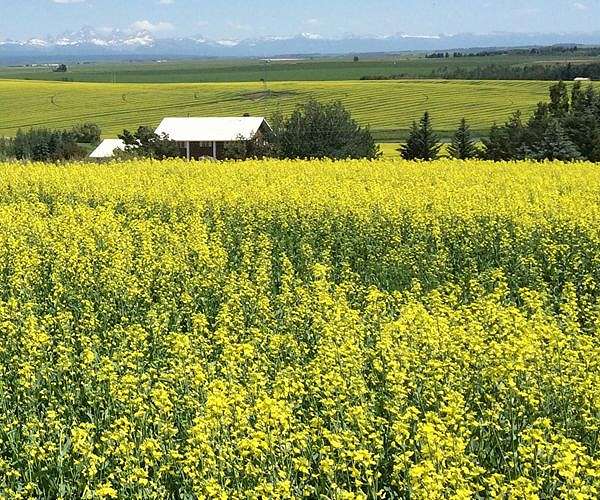 China to launch anti-dumping probes into Canadian canola, chemicals