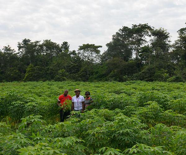 Cassava yields could benefit from rising CO2 levels in the atmosphere