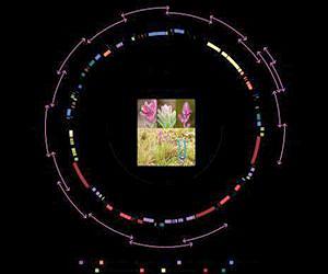 Big data: A method for obtaining large, phylogenomic data sets