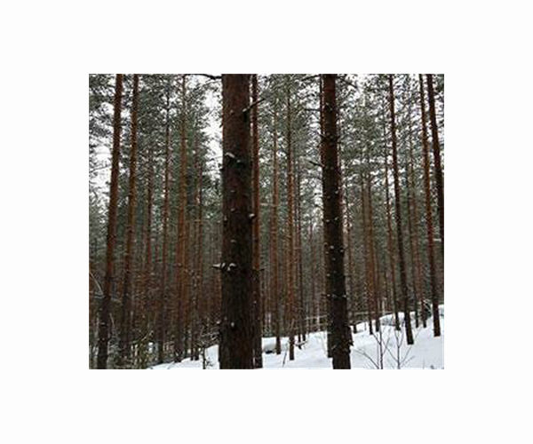 Finnish monks turn to forestry to cover virus losses
