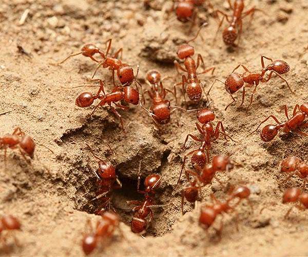 Tiny Robots Navigate Using Ant-Inspired Techniques