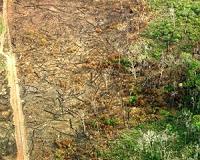 Agrarian settlements drive severe tropical deforestation across the Amazon