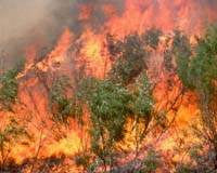 Algeria: 10,000 hectares of land ravaged by fire in one week