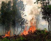 Severe 2015 Indonesian Fire Season Linked to El Nino Drought