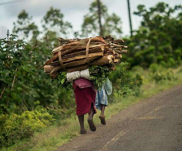 Kenya court blocks lifting of logging ban