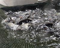 EU seeks to catch up with Asia on fish farming, despite critics