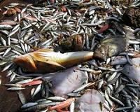French campaigners highlight trawlers' deadly toll on dolphins