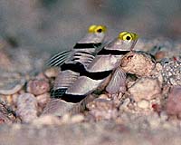 Ocean Invaders In Deep Time
