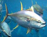 Pollutants in fish inhibit human's natural defense system