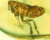 China steps up precautions after bubonic plague case