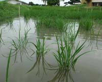 Expert Says Rising Sea Levels Pose Threat To Rice