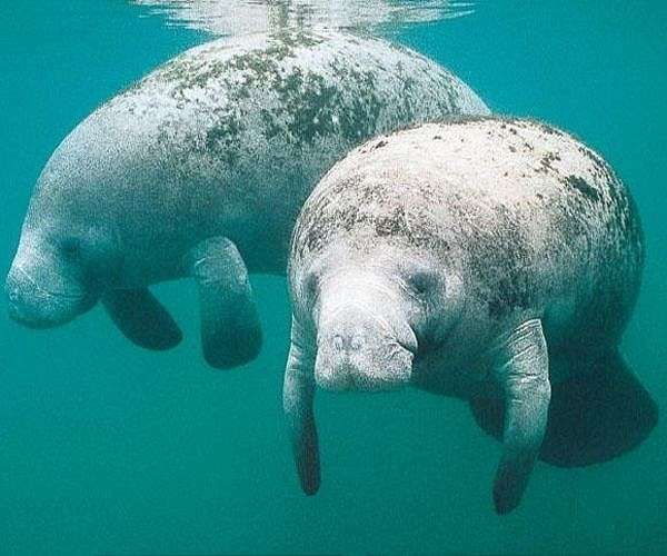 Saving the mysterious African manatee at Cameroon hotspot