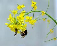 Using different scents to attract or repel insects