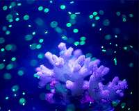 For some corals, meals can come with a side of microplastics