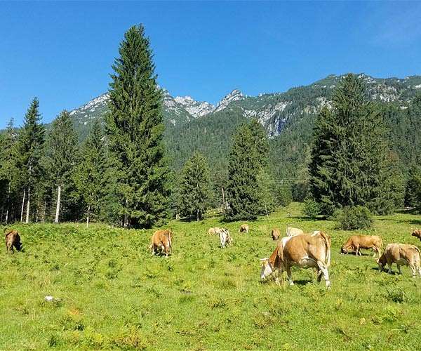 China agrees to lift ban on Spanish beef imports
