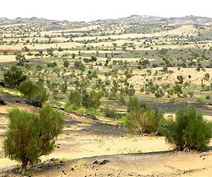 Sands of time running out for rare Canadian desert