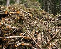 Reducing US coal emissions through biomass and carbon capture would boost employment