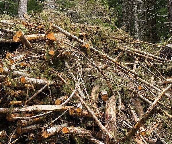NASA releases breakthrough forest biomass-carbon product