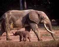 Elephants can tell difference between human languages