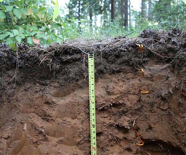 Forests, soil may not keep pace with CO2 emissions, experts warn