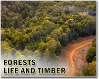 Philippines 'breaks world tree-planting record'