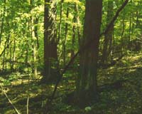 Plant making gas from wood opens in Austria