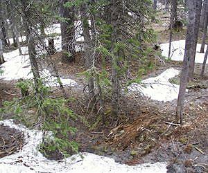 Decline in snow cover spells trouble for many plants, animals