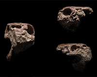 Advanced technology sheds new light on evolution of teeth