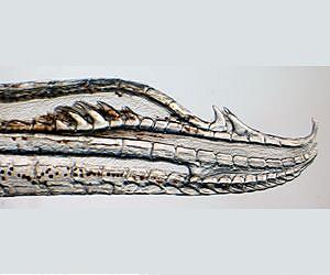 New Fish Species Offers Literal Take on 'Hooking Up'