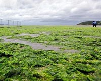 Seaweed invasion plagues France's pristine Brittany