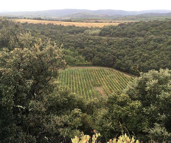 Climate change is improving French wine -- for now