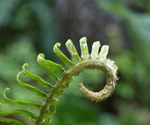 Nailing Down A Crucial Plant Signaling System