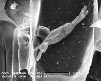 New hope for powdery mildew resistant barley