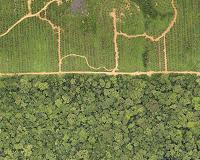 After Asia, palm oil faces backlash in Africa
