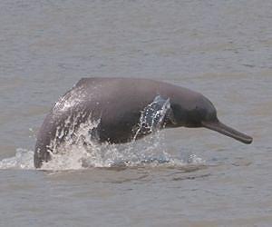 An Ancient Biosonar Sheds New Light on the Evolution of Echolocation in Toothed Whales