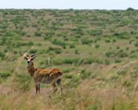Dozens of endangered dorcas gazelles killed by poachers in Niger
