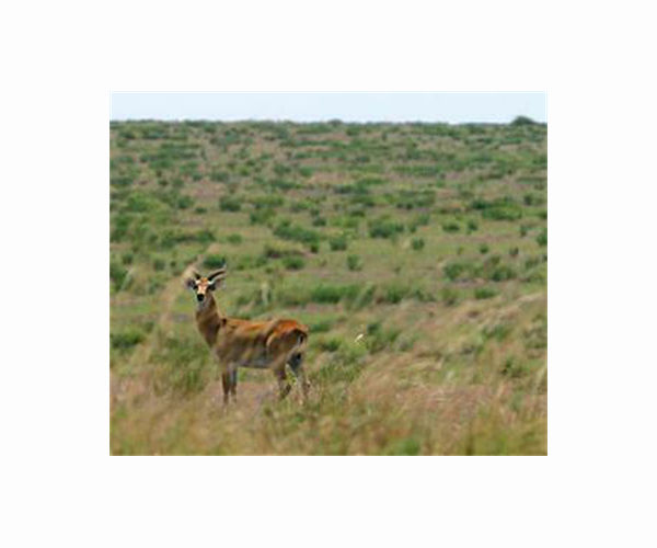 Endangered gazelles spring back in Jerusalem park