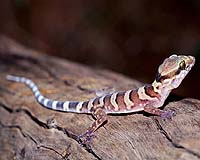 New Family Of Gecko Discovered By Researchers From The U Of Minnesota And Villanova University