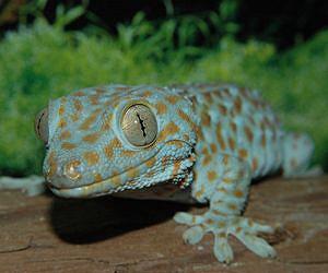 Geckos in space: Novel robot takes a step to cosmos