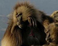 Over half of world's primates on brink of extinction: experts
