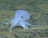 Newly discovered 'Casper' octopod at risk from deep-sea mining