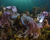 In changing oceans, cephalopods are booming