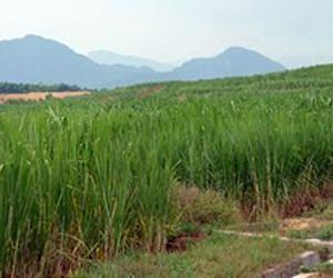 Better Plants for Biofuels