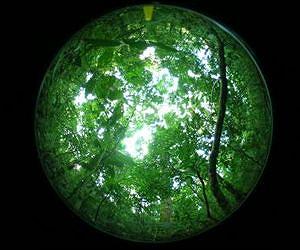 First rainforests arose when plants solved plumbing problem